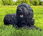 Small Photo #1 Black Russian Terrier Puppy For Sale in S CHARLESTON, WV, USA