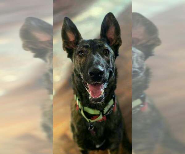 Medium Photo #4 Holland Shepherd Puppy For Sale in Imlay City, MI, USA