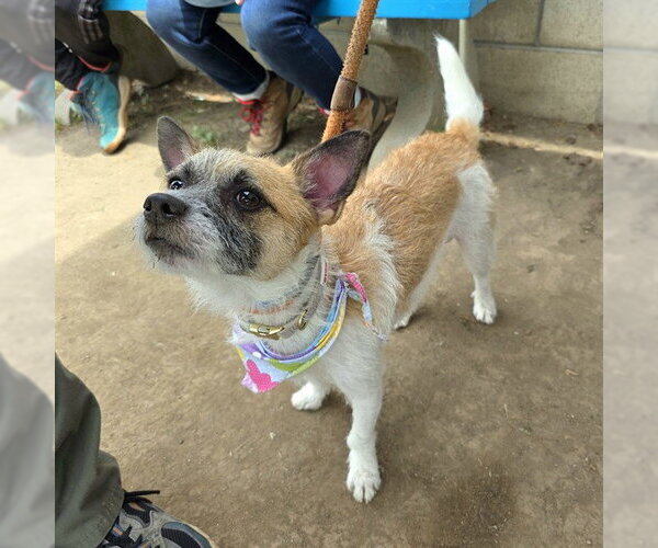 Medium Photo #1 Mutt Puppy For Sale in Long Beach, CA, USA