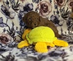 Puppy Bambi Poodle (Miniature)