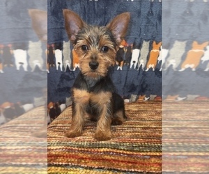 Yorkshire Terrier Puppy for Sale in MARTINSVILLE, Indiana USA