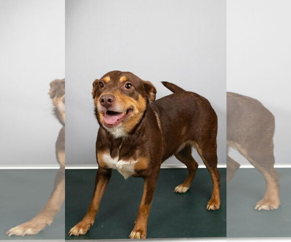 Medium Photo #1 Mutt Puppy For Sale in Frenchburg, KY, USA