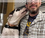 Small #2 Bullypit