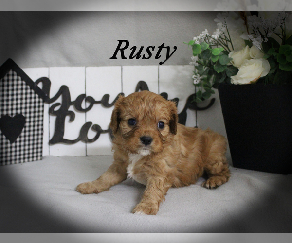 Medium Photo #11 Cavalier King Charles Spaniel Puppy For Sale in CHANUTE, KS, USA