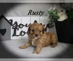 Small #10 Cavalier King Charles Spaniel