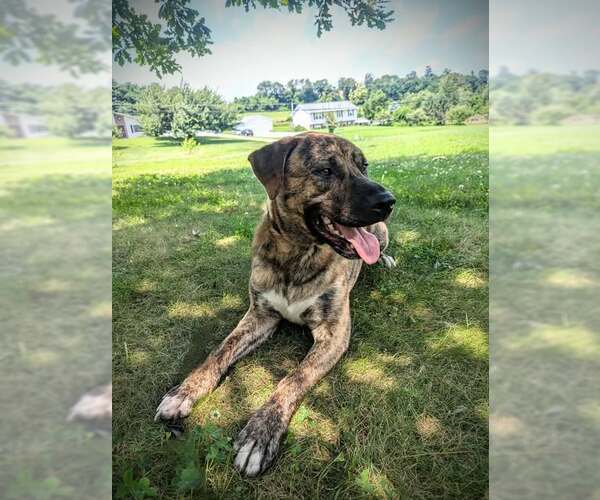 Medium Photo #3 Mastiff-Unknown Mix Puppy For Sale in Westminster, MD, USA