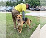 Small Photo #5 German Shepherd Dog-Unknown Mix Puppy For Sale in Rowlett, TX, USA