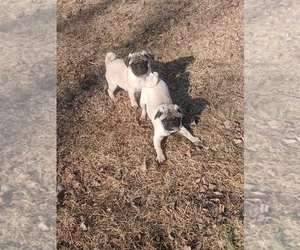 Pug Puppy for Sale in EDGAR, Wisconsin USA