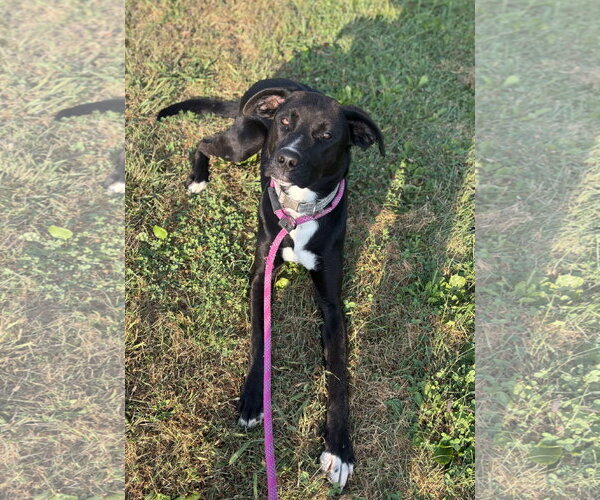 Medium Photo #2 Labrador Retriever-Unknown Mix Puppy For Sale in Williamsburg, IA, USA