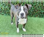 Small American Bulldog