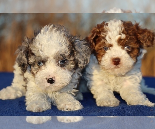 Medium Photo #8 Poodle (Toy) Puppy For Sale in DYERSBURG, TN, USA