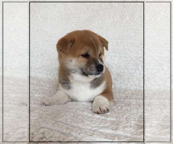 Medium Photo #7 Shiba Inu Puppy For Sale in FULTON, MO, USA