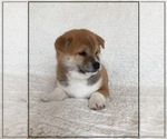 Small Photo #7 Shiba Inu Puppy For Sale in FULTON, MO, USA