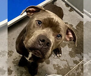 American Bulldog Dogs for adoption in Tavares, FL, USA