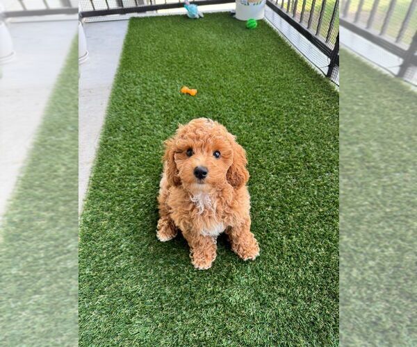 Medium Photo #1 Poochon Puppy For Sale in AUSTIN, TX, USA