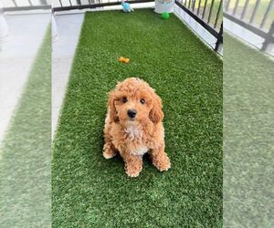 Poochon Puppy for sale in AUSTIN, TX, USA