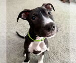 Small #8 Mutt