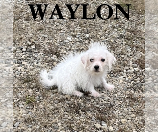 Medium Photo #3 Schnoodle (Miniature) Puppy For Sale in HARTLAND, MN, USA
