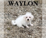 Waylon - Male Schnoodle (Miniature) Puppy for Sale - Photo #3