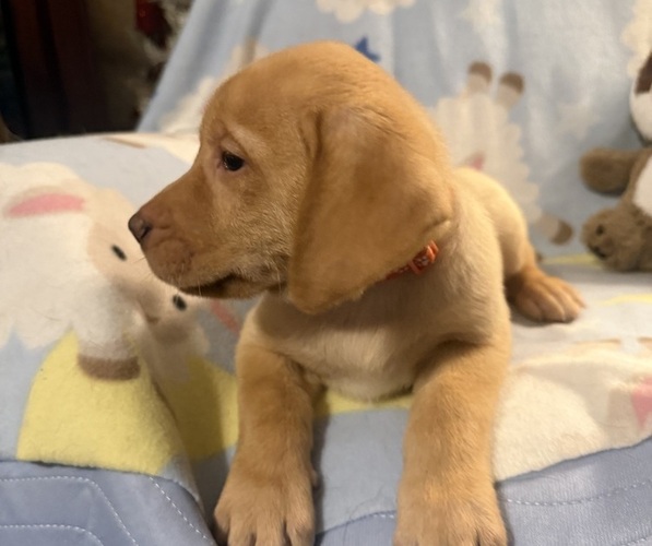 Medium Photo #12 Labrador Retriever Puppy For Sale in SPOTSYLVANIA, VA, USA