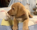 Small #11 Labrador Retriever