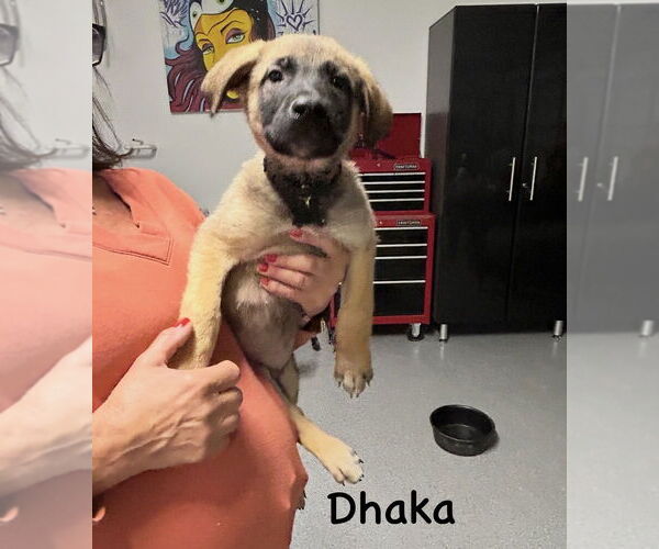 Medium Photo #3 German Shepherd Dog-Unknown Mix Puppy For Sale in Imlay City, MI, USA