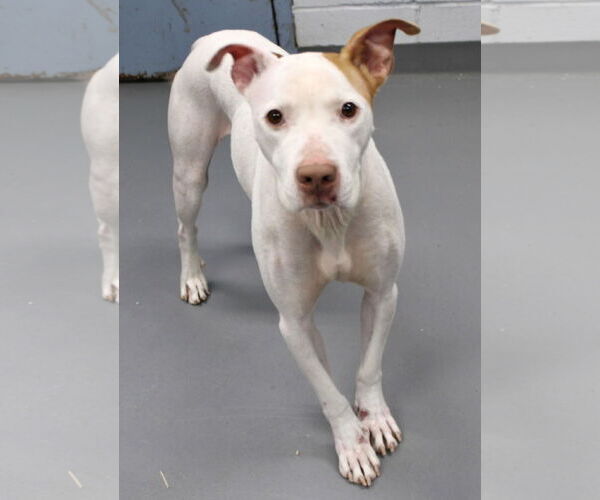 Medium Photo #3 American Staffordshire Terrier-Unknown Mix Puppy For Sale in Pittsburgh, PA, USA