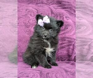 Pomeranian Puppy for sale in LINCOLN UNIV, PA, USA