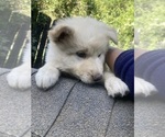Puppy 2 Swiss Shepherd-Timber Wolf Mix