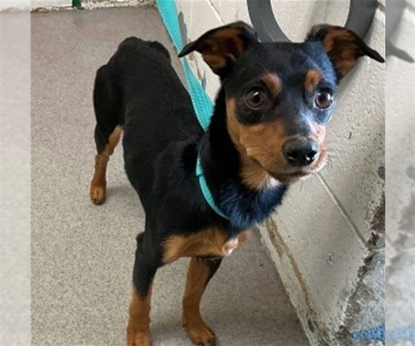 Medium Photo #1 Miniature Pinscher Puppy For Sale in San Bernardino, CA, USA