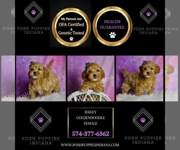 Medium Photo #3 Goldendoodle (Miniature) Puppy For Sale in WARSAW, IN, USA