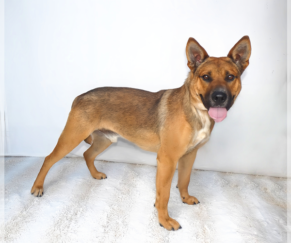 Medium Photo #2 German Shepherd Dog-Unknown Mix Puppy For Sale in Pasadena, CA, USA