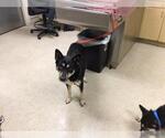 Small German Shepherd Dog Mix