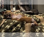 Small Photo #14 Black Mouth Cur-Unknown Mix Puppy For Sale in Orlando, FL, USA