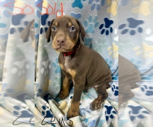 Medium Doberman Pinscher
