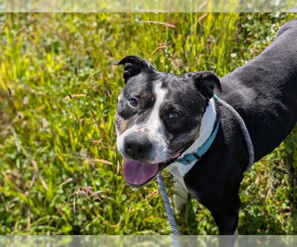 Medium Photo #3 Mutt Puppy For Sale in McKinleyville, CA, USA