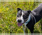 Small #2 Mutt
