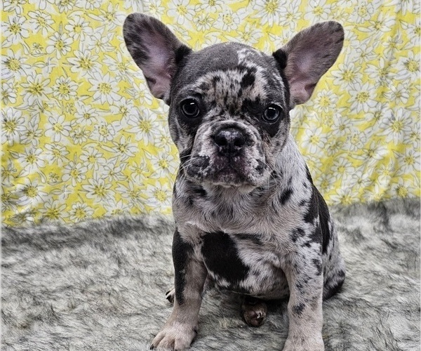Medium Photo #1 French Bulldog Puppy For Sale in BLAKESBURG, IA, USA