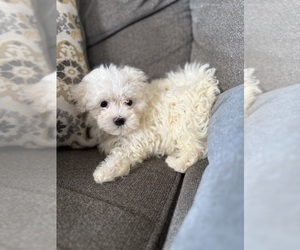 Medium Maltese-Maltichon Mix