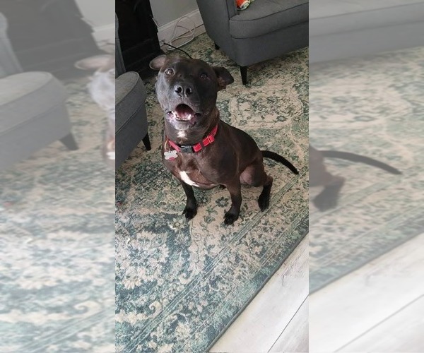 Medium Photo #36 Mutt Puppy For Sale in Holly Springs, NC, USA
