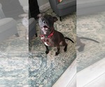 Small #35 Mutt