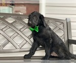 Small Photo #1 Labradoodle Puppy For Sale in LANCASTER, PA, USA