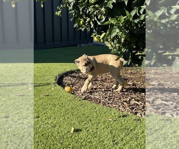 Medium Photo #5 Cane Corso Puppy For Sale in OCEANSIDE, CA, USA