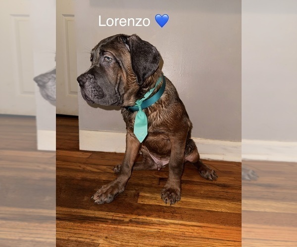 Medium Photo #5 Cane Corso Puppy For Sale in PHILADELPHIA, PA, USA