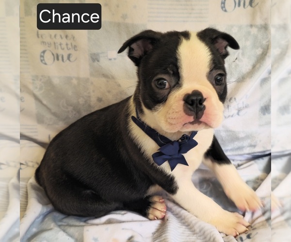 Medium Photo #8 Boston Terrier Puppy For Sale in MINERAL WELLS, WV, USA