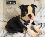 Small #7 Boston Terrier