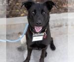 Small #3 Labrador Retriever Mix