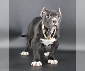 American Bully Puppy for sale in CHAMPAIGN, IL, USA