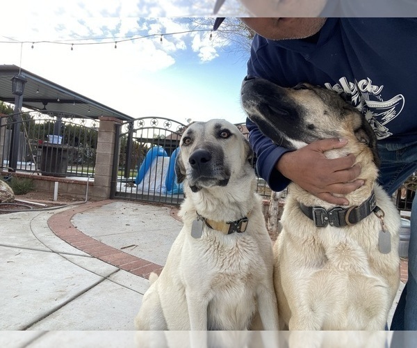 Medium Photo #5 Kangal Dog Puppy For Sale in NORCO, CA, USA