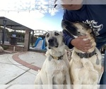 Small #4 Kangal Dog
